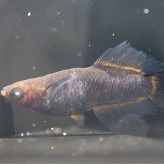 メダカ　號(ごう) とびこ5匹
