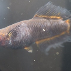 メダカ　號(ごう) 産卵開始しました🐟　5匹の画像