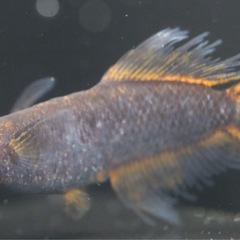 メダカ　號(ごう) 産卵開始しました🐟　5匹の画像
