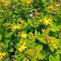 お花
