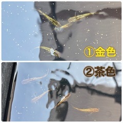 ②琥珀ラメ（茶色）５匹の画像