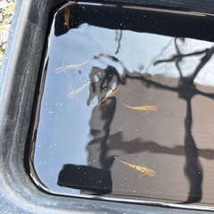 ②琥珀ラメ（茶色）５匹の画像