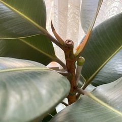 観葉植物  
インドゴムの木 鉢付きの画像