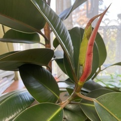 観葉植物  
インドゴムの木 鉢付きの画像