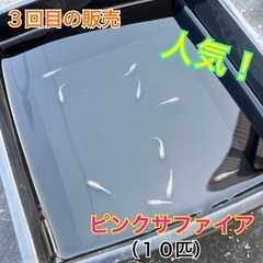 ピンクサファイア（１０匹）の画像