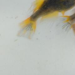 ﾒﾀﾞｶ 竜章鳳姿 針子20匹の画像