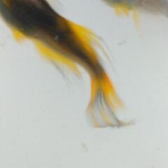 ﾒﾀﾞｶ 竜章鳳姿 針子20匹の画像