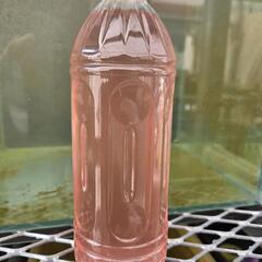めだか　針子にゾウリムシ　メダカの画像