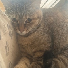 まるちゃん 2歳　女の子　むぎわらにゃんこ🌻 - 加古川市
