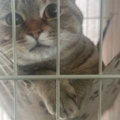 まるちゃん 2歳　女の子　むぎわらにゃんこ🌻 − 兵庫県