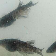 極墨和墨針子〜稚魚20匹の画像