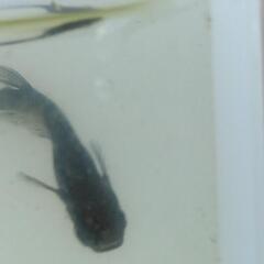 極墨和墨針子〜稚魚20匹の画像