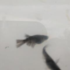 極墨和墨針子〜稚魚20匹の画像