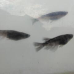 極墨和墨針子〜稚魚20匹の画像