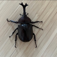 カブトムシ♂オス（自宅飼育）の画像