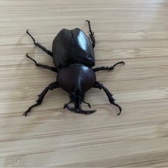 カブトムシ♂オス（自宅飼育）の画像