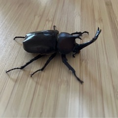 カブトムシ♂オス（自宅飼育）の画像