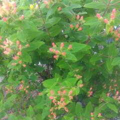 お花の画像