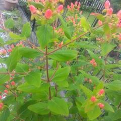 お花の画像