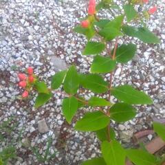 お花の画像