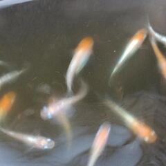 レットクリフ紅白  針子〜稚魚20匹の画像