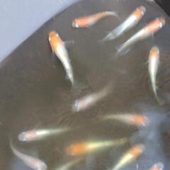 レットクリフ紅白  針子〜稚魚20匹の画像