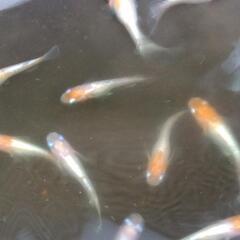 レットクリフ紅白  針子〜稚魚20匹