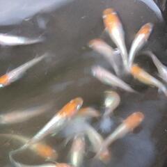 レットクリフ紅白  針子〜稚魚20匹の画像