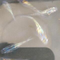 メダカ アポロの針子〜稚魚20匹の画像