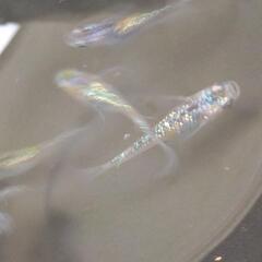 メダカ アポロの針子〜稚魚20匹の画像