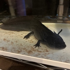 【里親募集】ウーパールーパーを大切に育ててくれる方を探して…