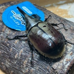 おまけ付きグラントシロカブトペアの画像