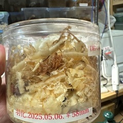 おまけ付きグラントシロカブトペアの画像