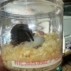 おまけ付きグラントシロカブトペアの画像