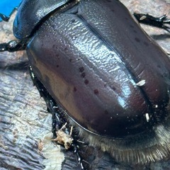 おまけ付きグラントシロカブトペアの画像