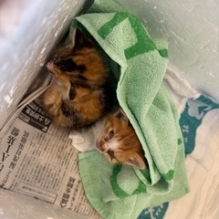 猫白血病。かわいい姉妹です！🥹