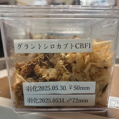 おまけ付きグラントシロカブトペアの画像
