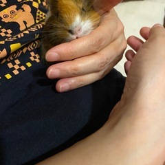 モルモット