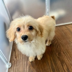 里親募集 チワプー🐶