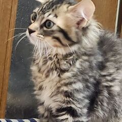 可愛がってくれる方