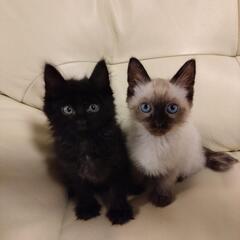 長毛黒猫とシャム系の子猫です。（急募）