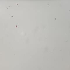 めだか針子ミックス②の画像