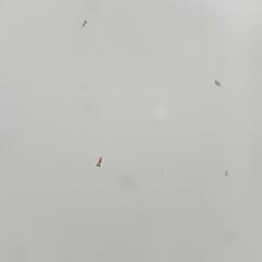 めだか針子ミックス②の画像