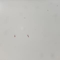 めだか針子ミックス②の画像