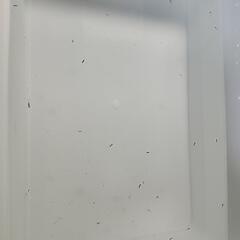 めだか針子ミックス②
