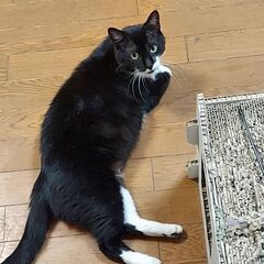 全然人馴れしてません😭 子育て経験のあるお母さん猫です🐾