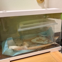 GEX ジェックス REPTERIOR レプテリア500 爬虫類 両生類用 ガラスケージの画像