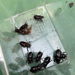 国産ミヤマクワガタ♀