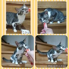 キジ白 丸顔が可愛い❤️クリクリお目めの男の子