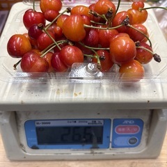 ハネダシ　さくらんぼ　紅秀峰
